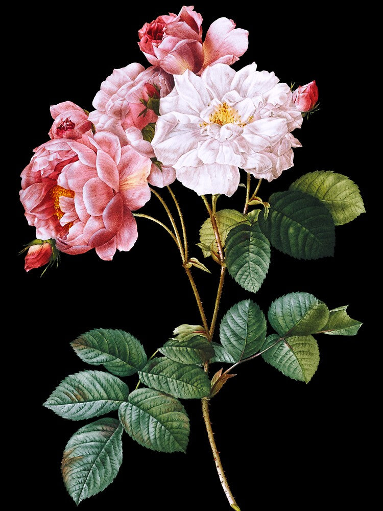Vintage Botanical Rose Illustration by elinaarbidane
