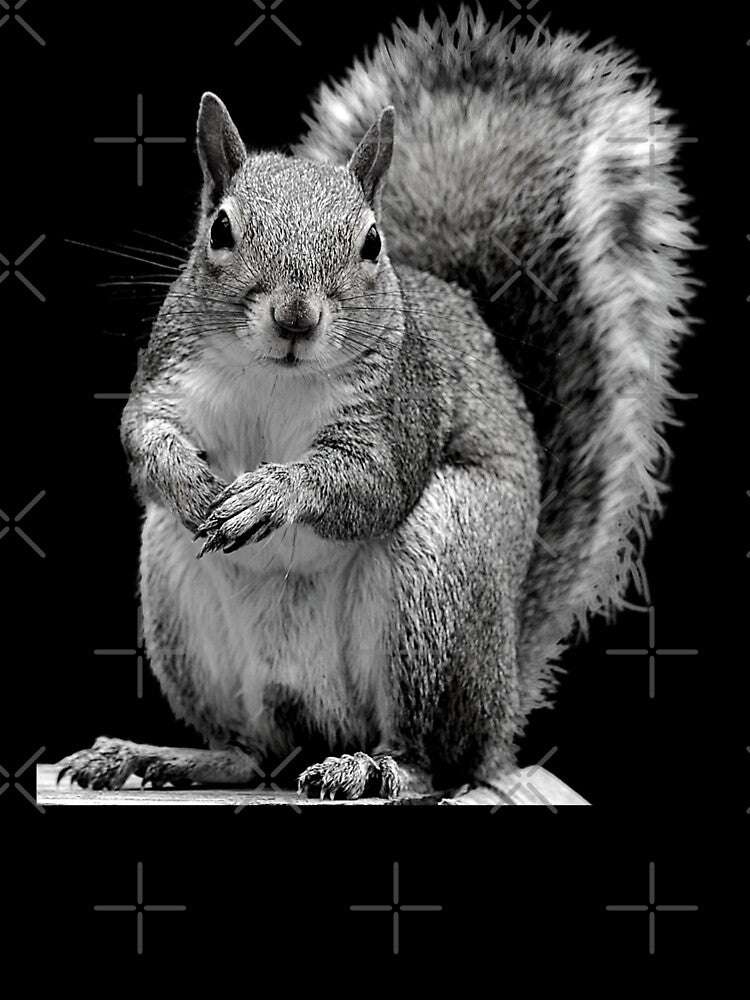 Classic Squirrel - Black and White by WildWoyages