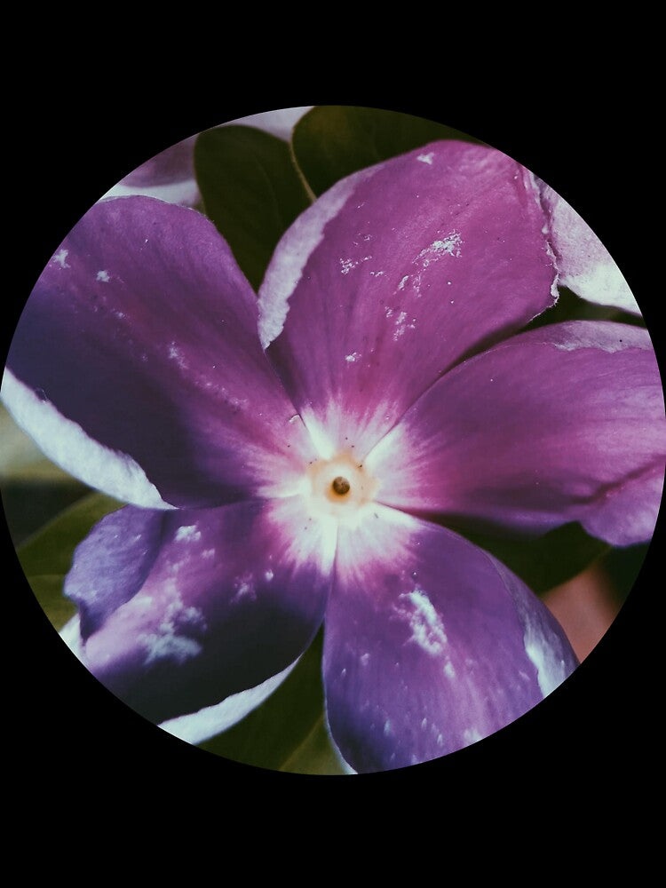 Purple flower. by Chanisa Ar