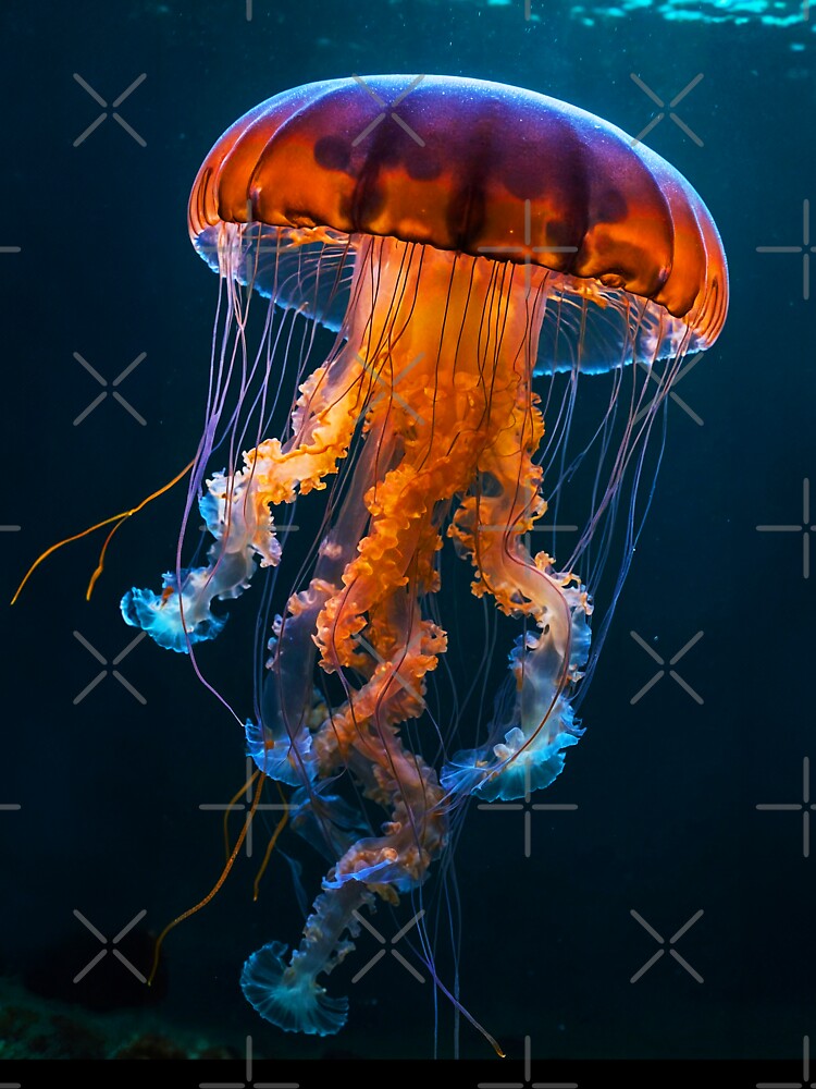 Jellyfish by SassyArtistry