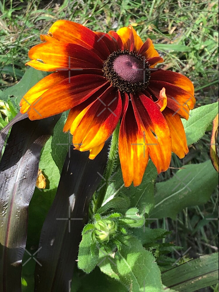 Orange flower by PicsByMi