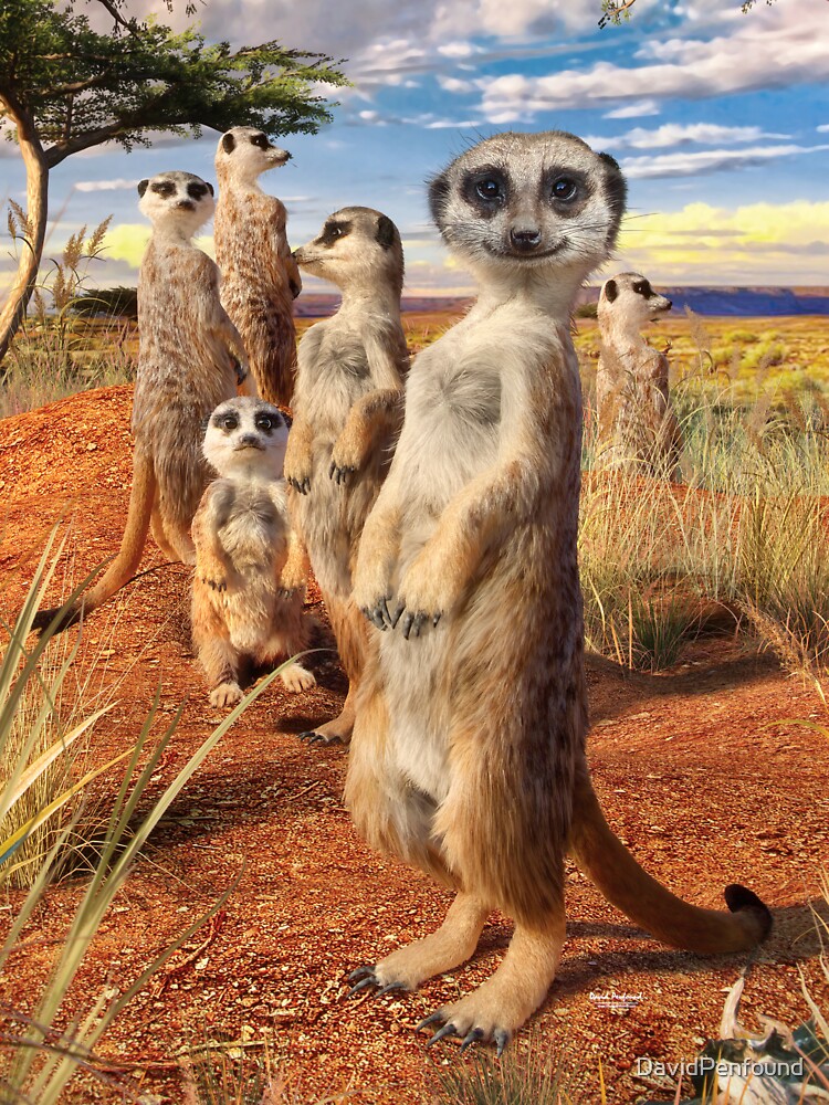 Meerkats by DavidPenfound