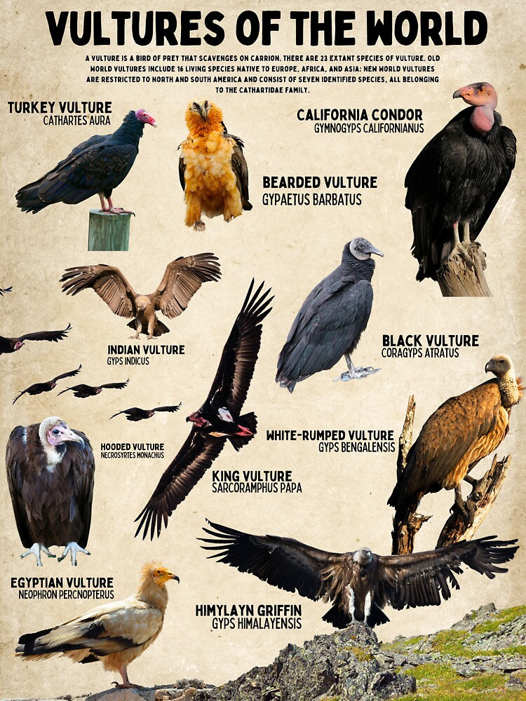 Vultures of the World Birder Ornithology Scientific Diagram Poster by wesleykshaver