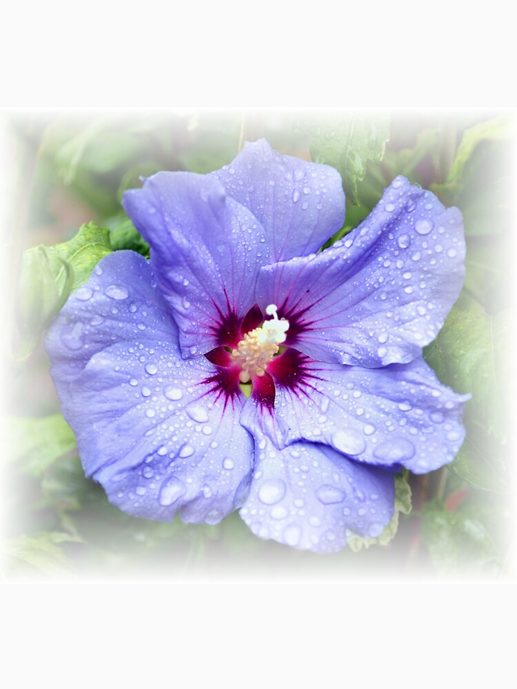 Blue Hibiscus by mhfore
