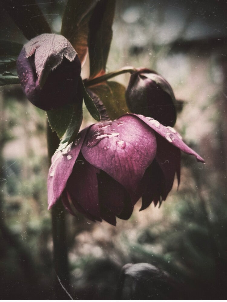 Moody Purple Flower with Raindrops – Dark Botanical Photography by Sarah – Fine Art & Photography