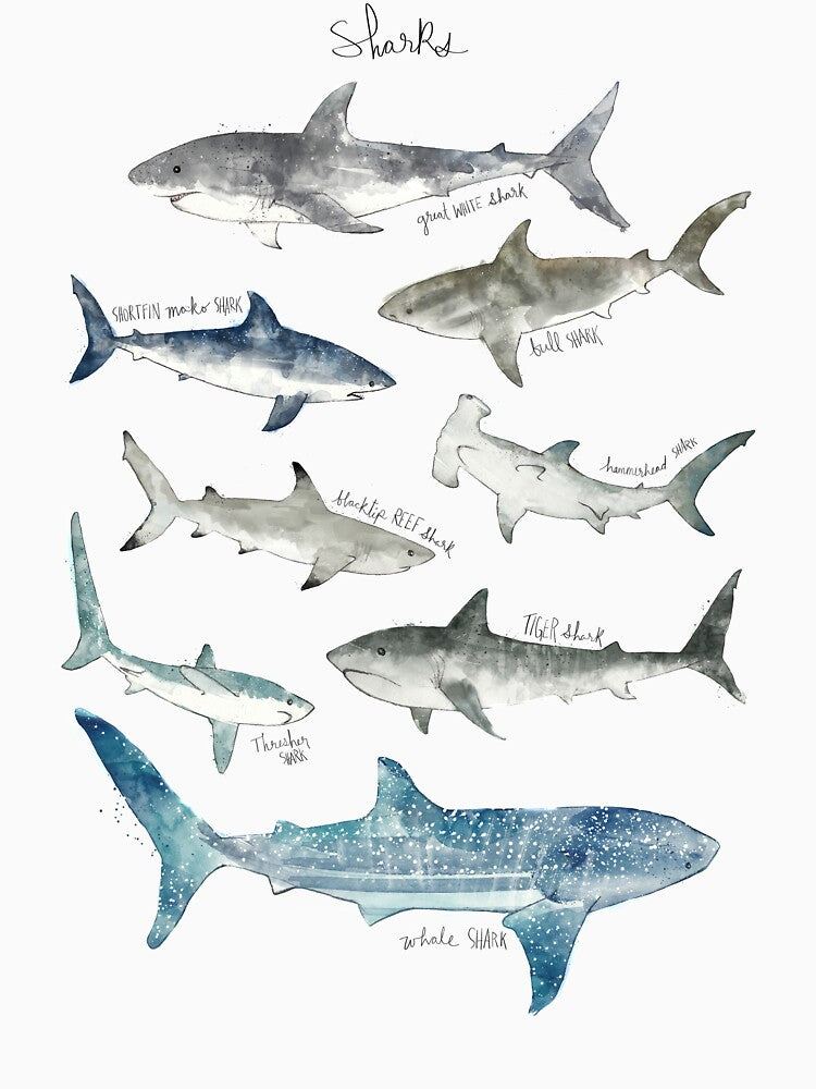 Sharks by Amy Hamilton