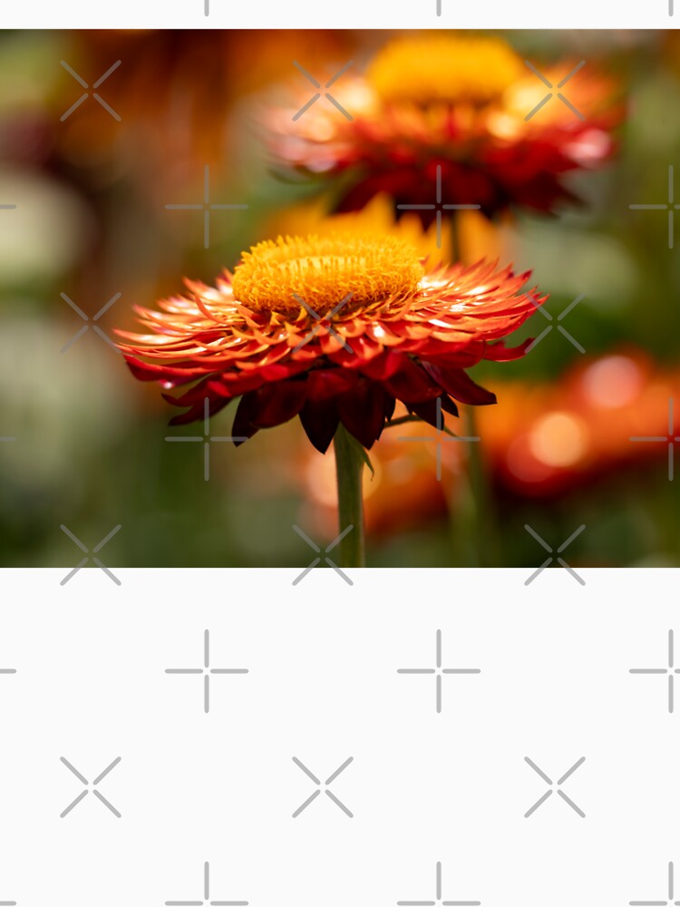 Beautiful Paper Daisy (Xerochrysum Bracteatum) Flower Closeup by Harmony Of The Mind