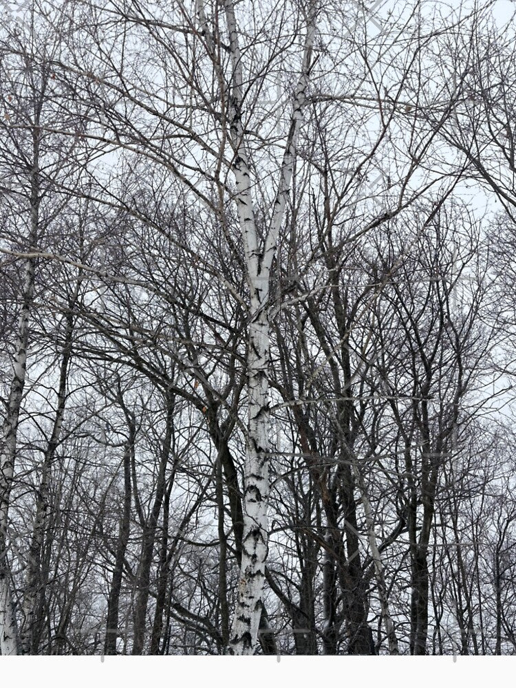 Bare trees and snowy silence by Fellowship23