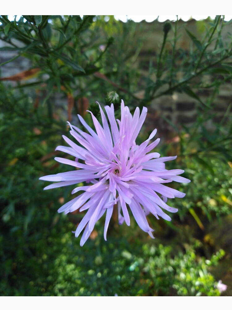 This flower is like a perfect vortex by Raigitam