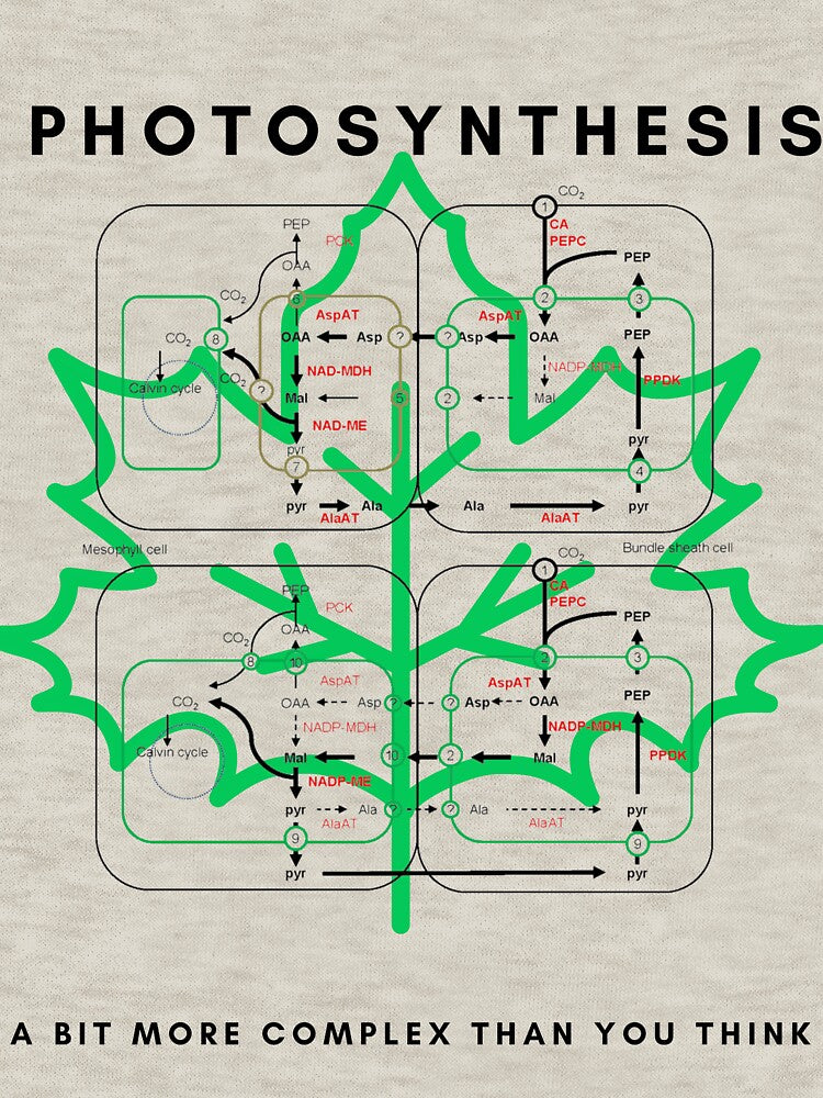 Photosynthesis by sci-alliance